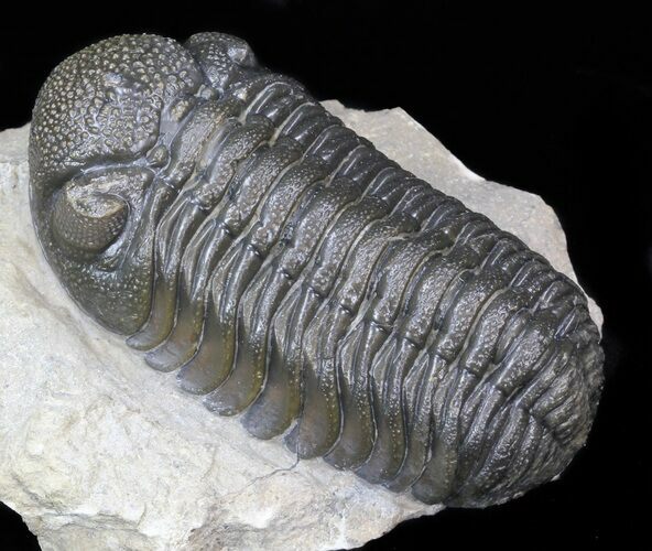 Austerops (Phacops) Trilobite - Exceptionally Nice #40133